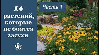  14 красивых растений, которые не боятся засухи. Часть 1