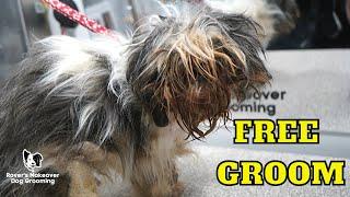 SEVERELY Matted FREE Shih Tzu Groom