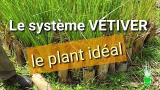 Le système VETIVER - Le plant idéal