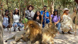 ￼ walking with the Lions at Fathala wild life reserve in Senegal ￼￼