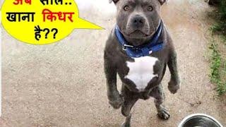 funny animals part--8 with@deshivloge...8337 @JAGDISHKVIDEOS04