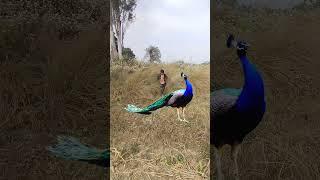 #Viral #peacock and peacock in #forest of my #favorite things #caithing of #peacock in forest #dean