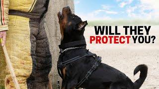 Will your Rottweiler Protect you Without Any Training?