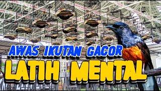 AWAS IKUTAN GACORSimulasi Lomba Murai Batu Adu Mental 