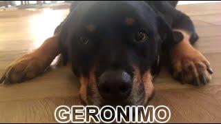 Bruno Mars And His Gorgeous Dog Geronimo - The Lazy Song