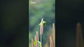 Vernal hanging parrots  #sadaawildstories #wildlife #photography