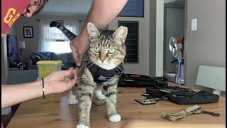 How to use a cat harness