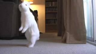 bunny walks like person