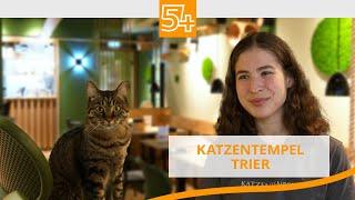 Der Katzentempel - das erste Trierer Katzenrestaurant