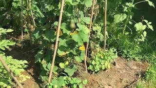 Growing Honeynut Butternut Squash on Bamboo Trellis So Easy! Gold Medal Veg!