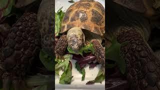 What am I eating? Air?! #petlover #tortoiselover #tortoiseaddict #cute #turtlelover #pets