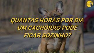 QUANTAS HORAS UM CACHORRO PODE FICAR SOZINHO?