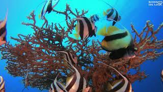 Dahab Red Sea