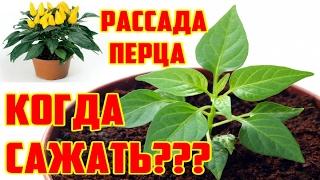 Когда сажать  перец на рассаду (Самый лучший способ)