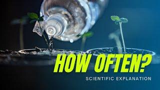 How often do I need to water Cannabis plants? (Science Explained)