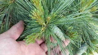 Сосна веймутова"Блю Шег" Pinus strobus "Blue Shag"