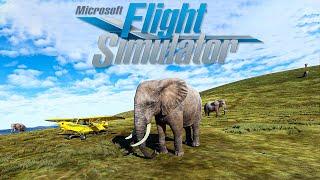 Microsoft Flight Simulator 2020 Exploring Animals Around the World