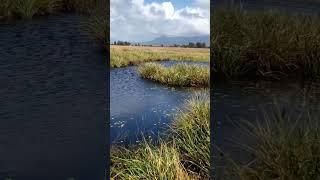 Como pescar traira na lagoa