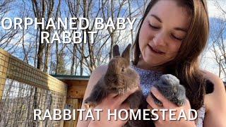 Orphaned Baby Silver Fox Rabbit Vlog | Raising Meat Rabbits