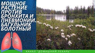 Растение от пневмонии и бронхита. Багульник болотный - Домашний лекарь - выпуск №333