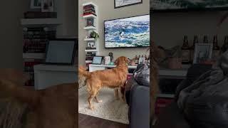 Ellie loves her nature shows quick glimpse.    #goldenretriever