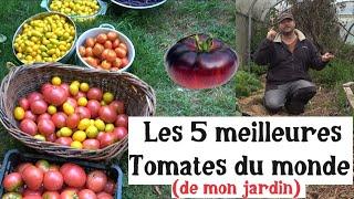 Les 5 Meilleures Tomates du Monde (de mon jardin) !