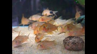 鼠博館：鼠魚寫真影片-阿匹卡鼠 Corydoras apiaka