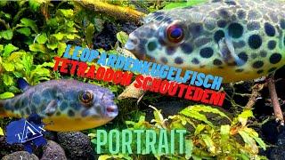 LEOPARDENKUGELFISCH I Tetraodon schoutedeni I TAX