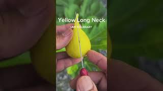 Yellow Long Neck #fig #variety #ฟิกส์ #มะเดื่อฝรั่ง #figlibrary #umf