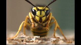 When Yellow Jackets attack a Drone