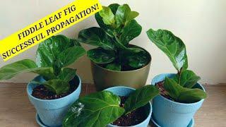 FIDDLE LEAF FIG //100% SUCCESSFUL PROPAGATION with Final Result //