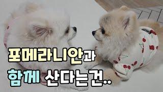 포메라니안과 함께 살기위해서 알아야 하는것. 성격, 털빠짐, 사회성 등.