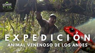 EXPEDICION: En busca de la rana VENENOSA de COLOMBIA