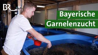 Indoor Fischzucht: Garnelen züchten in der Halle | Unser Land | BR