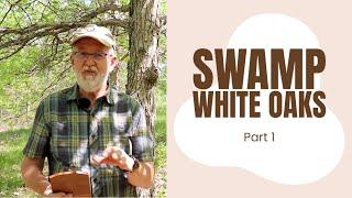 Swamp White Oaks Part 1 | Mark Coggeshall