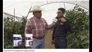 A review of ICL Mexico's products in berries by Tierra Fertil, Ag Media - May 2024