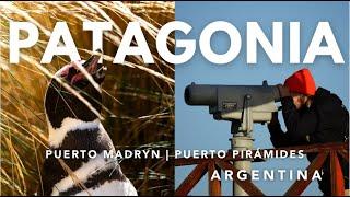 Puerto Madryn, Argentina - Wildlife HEAVEN in Patagonia Ep.1)