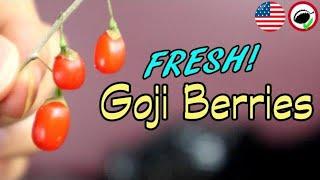 What Goji Berries Taste Like! (Fresh and Dry) - Weird Fruit Explorer Ep. 342