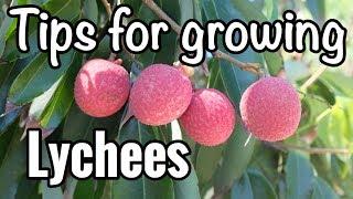 Pete's Tips for Growing Lychees in South Florida