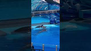 Sea Word Orca Attack (Blackfish Worthy Footage)2019