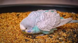 Everything About Budgies: Cage, Diet, Gender, Health, and Training