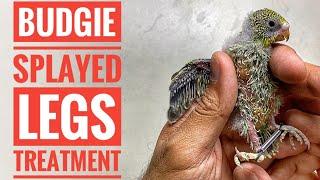 Budgie splayed legs treatment | splayed legs in baby chicks | splayed legs in budgies |