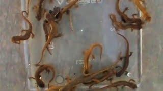 Tons of Smooth Newt Efts (Lissotriton Vulgaris) ~ Heel Veel Kleine Watersalamander Juvenielen