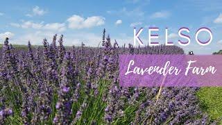 Visit Kelso Lavender Farm with me!