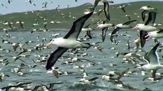 World's Largest Albatross Colony | Blue Planet | BBC Earth