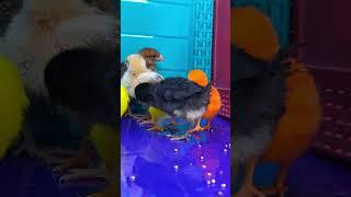 Multicolour rainbow chicken coops | Colorful chicks | Hen baby |   #murgi #viral #chicks