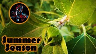 Weather in Summer Season | Nature Film by Ahsan