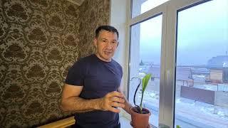 Как вырастить банан в домашних условиях с острова Дигуру Мальдивы