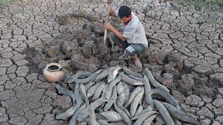 Unbelievable Fishing in Dry Season - Catfish Underground Secret Dry Soil By Fisherman Skills