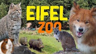 Eifel-Zoo | Zoo-Eindruck